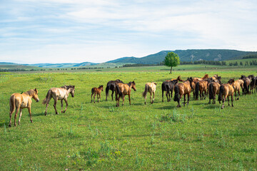 A herd of horses on a field in a mountainous area.
