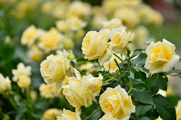 薔薇