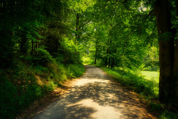 Obraz premium road in the woods