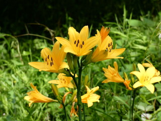 Obraz premium ムサシノキスゲ