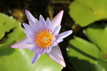 pink lotus flower