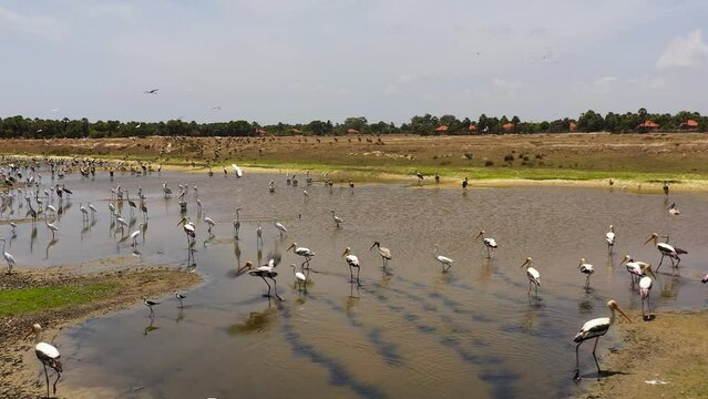 Aerial drone of Birds on the shore of a dry pond. Jaffna, Sri Lanka.