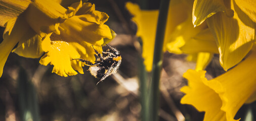 Biene in Blume © Jonas Wakewood