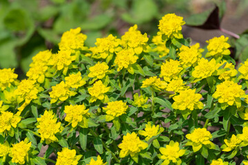 畑で咲く自然の花