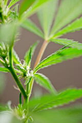 macro photo of marijuana flower with leaves species name wedding cake bloom brown background