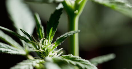 beautiful young marijuana plant, beginning of flowering, future buds are born, black background