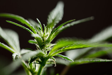 macro photograph of marijuana flower species wedding cake beginning of floweringblack background