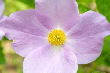 貴重なアオネシライの花