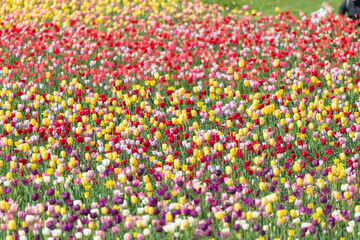 満開に咲くカラフルなチューリップ
