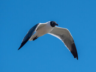 laughing seagull in flight in a blue sky
