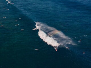 shark in the sea