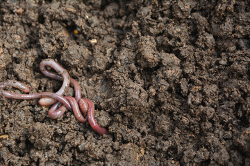 Earthworms on soil, earthworms on ground for agriculture and gardening concept with earthworms