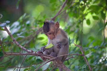 可愛いサル