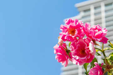 高層ビルと青空を背景にしたピンク色の薔薇