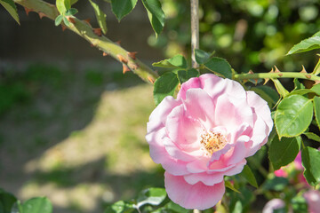 ピンク色した一厘の薔薇