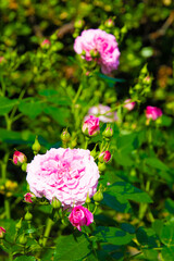 ピンク色した薔薇の花