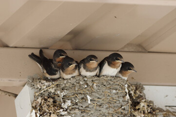 pretty chicks in nest, Swallow's Nest under the eaves