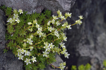 シコタンソウ（北海道・知床）

