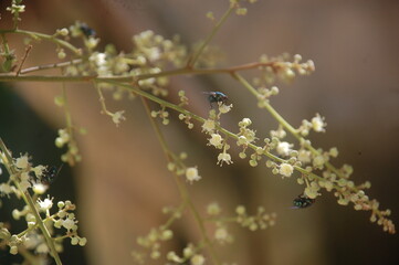 a green fly perched on the flowers of a bark fruit tree