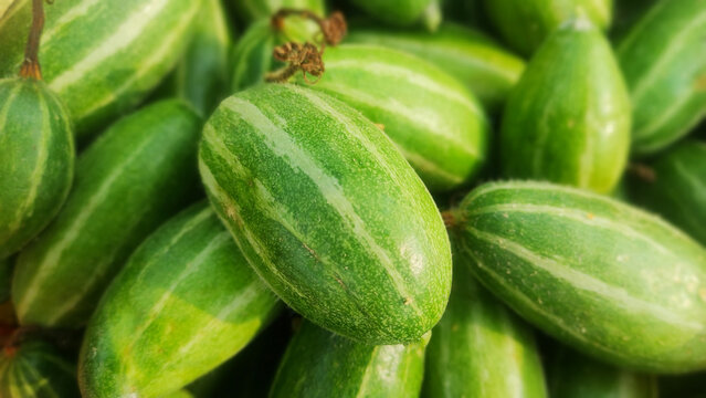 pointed gourd grow my filed