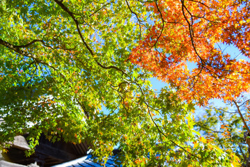 まだ青い紅葉と色づいた紅葉