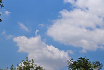 Obraz premium 青空と白い雲と緑木