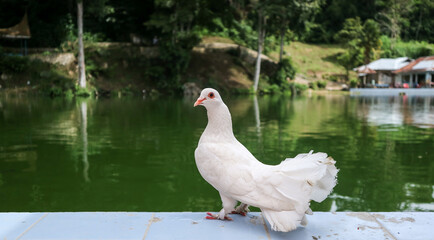 White pigeon by the pool