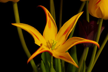 orange tiger tulip