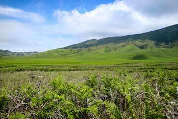 Fototapeta na wymiar Teletubbies Hill in Bromo Tengger National Park. The expanse of green land amaze every visitor.