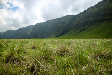 Teletubbies Hill in Bromo Tengger National Park. The expanse of green land amaze every visitor.