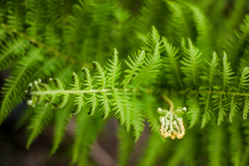 close up of fern leaf