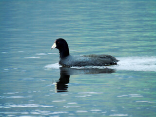 country duck in a lake