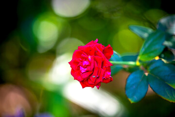 Red Rose flower on a green background with bokeh