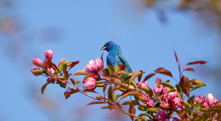 Passerin indigo