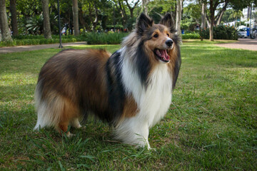 sheltie shetland dog playing at the park in a sunny day 