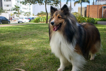 sheltie shetland dog playing at the park in a sunny day 