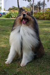 sheltie shetland dog playing at the park in a sunny day 
