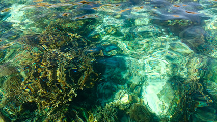 coral reefs seen from behind the clear water. Alor Island, Indonesia