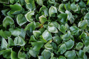 Obraz premium green leaves background