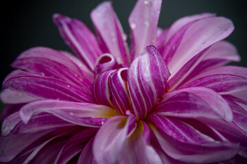 close up of a flower