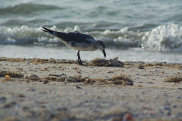 gaviota comiendo