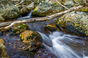 stream in the forest