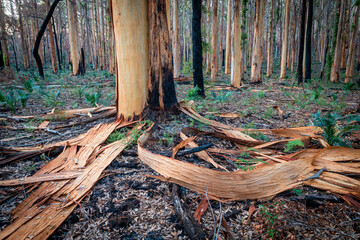 After the fire, Boranup Forest