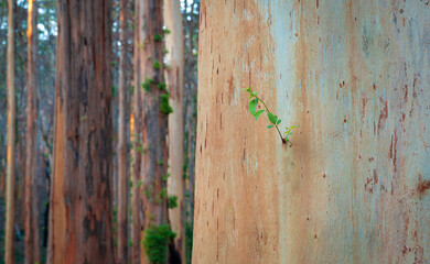 regrowth, After the fire, Boranup Forest