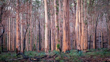 regrowth, after the fire, Boranup Forest