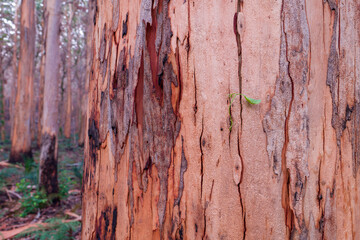 After the fire, Boranup Forest