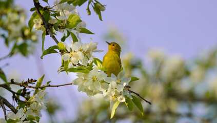 yellow warbler