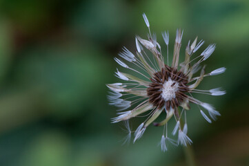 close up of flower