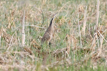 American Bittern bird standing in marsh with stretched neck