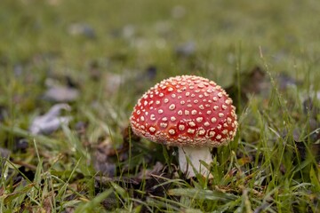 amanita muscaria fly mushroom